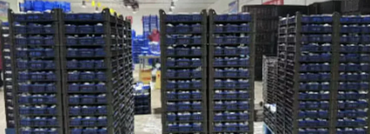 Mushroom packing area prepared for cold-chain shipment