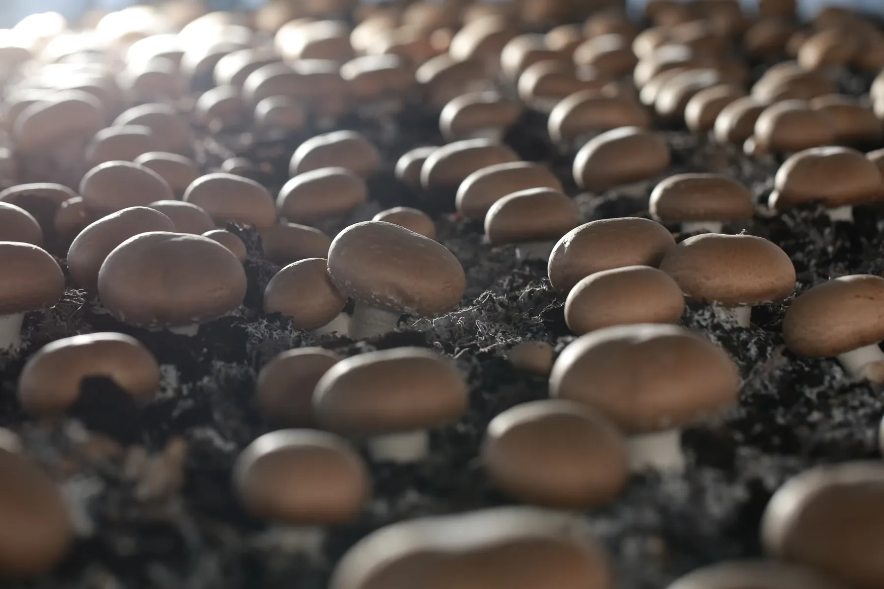 Brown mushrooms growing in a controlled cultivation room